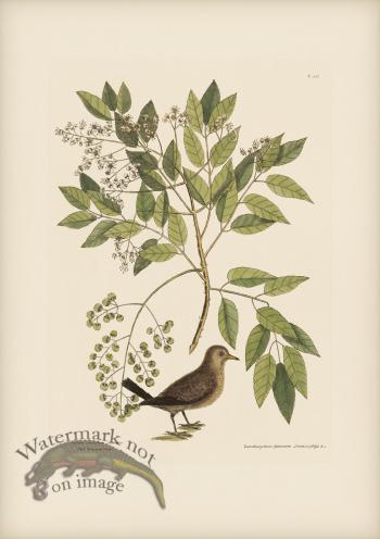 026 Ground Dove